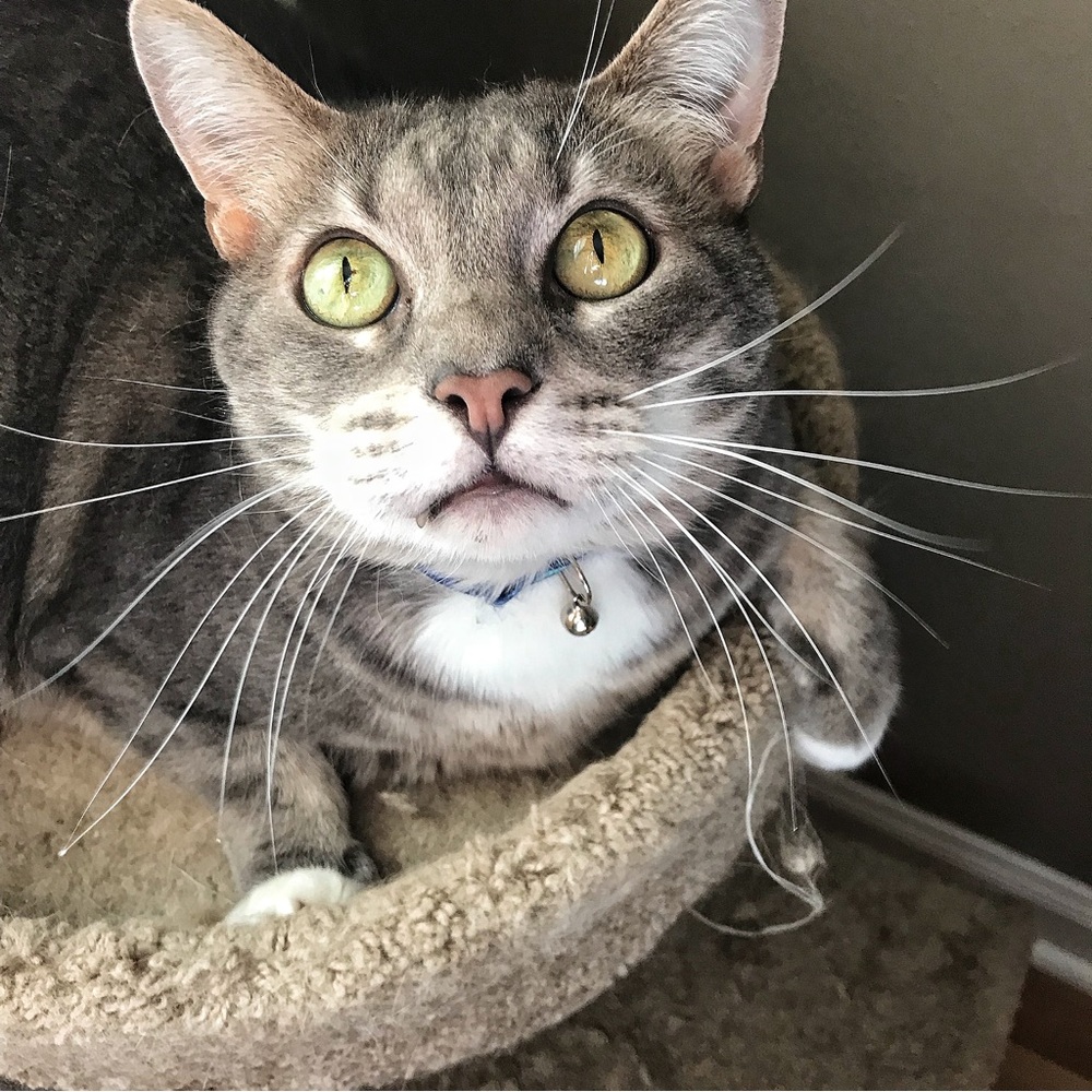 Meet your Posher, Katie